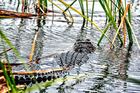 Everglades 2012