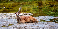 Deer Komodo Island Indonesia_DSC7616