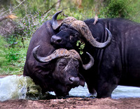 Intertwined Cape Buffalo 0035