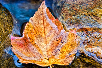 Great Smokies Autumn