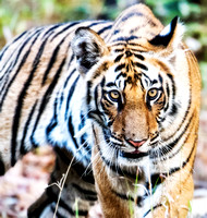 Bengal Tiger and Other  Wildlife in India