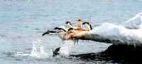 Antarctica 2013_0431