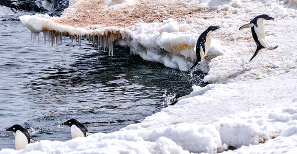 Antarctica 2013_0442