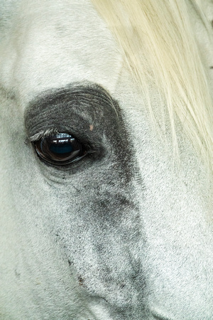 Arabian Stallion Abu Dhabi   DSC6076