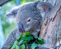 Koala Australia0335
