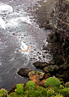 Bird Over Ocean Cliffs 4079