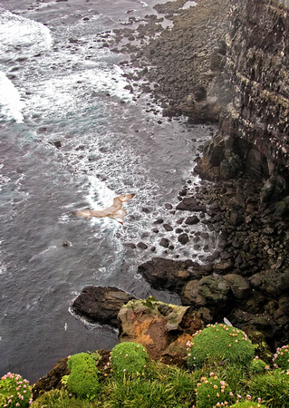 Bird Over Ocean Cliffs 4079