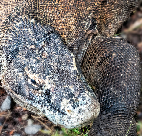 Komodo Dragon Close-up_DSC7540