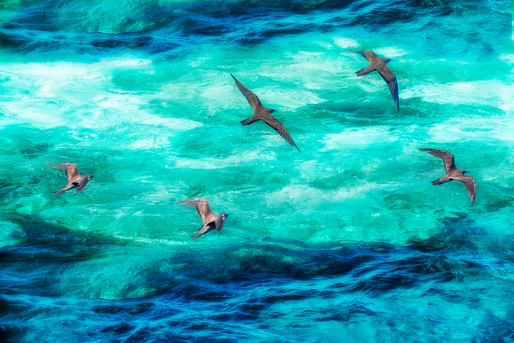 Flock Over Barrier Reef G Australia0670