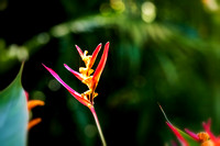 Cairns Botanical Gardens H2 Australia 0211