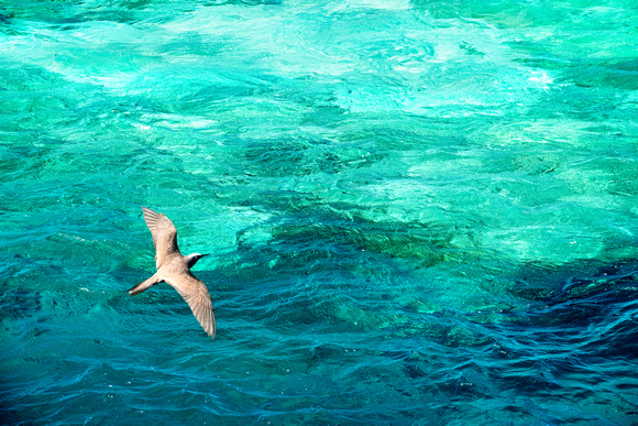 Flying Over Barrier Reef Light 2 Australia0631