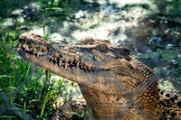 Crocodile Emergence Australia0422