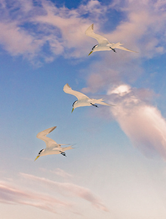 Flight of Gulls Great Barrier Reef 3 Australia 3 7007