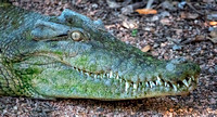 Crocodile Australia0362