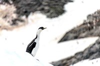 Antarctica 2013_0375