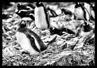 Antarctica 2013_B&W 0403