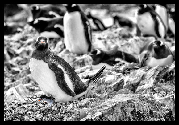 Antarctica 2013_B&W 0403