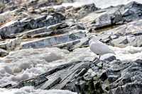 Antarctica 2013_0380