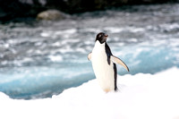 Antarctica 2013_0386