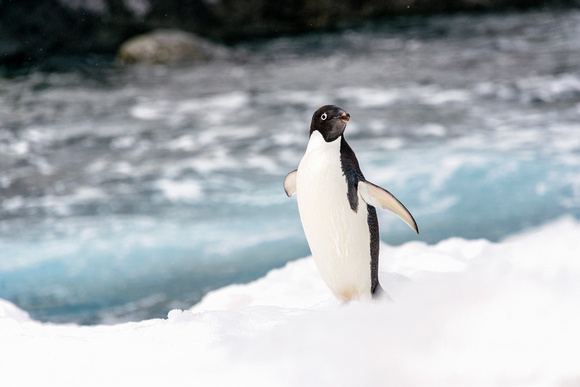 Antarctica 2013_0386