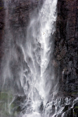 Bird Falls 3752