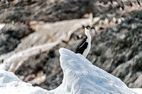 Antarctica 2013_0374