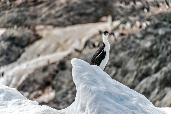 Antarctica 2013_0374