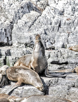 Antarctica 2013 B&W _0034