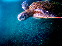Galapagos Islands