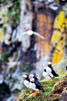 Puffin Group and Tern 4129