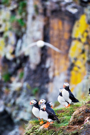 Puffin Group and Tern 4129