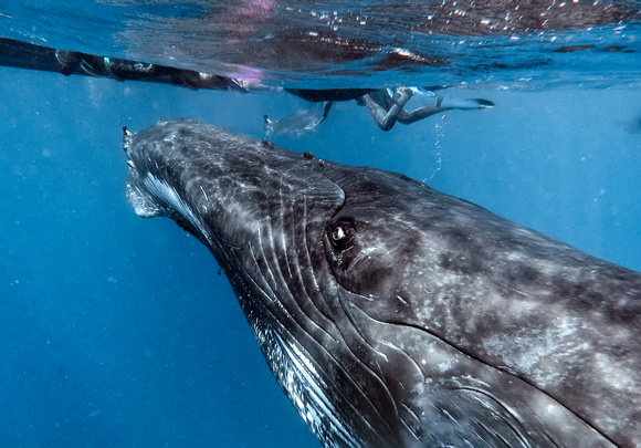 Whale and Swimmer_1340 copy