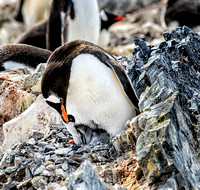 Antarctica 2013_0418