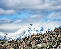 Antarctica 2013_Crop 0066