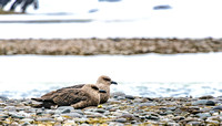 Antarctica 2013_0273