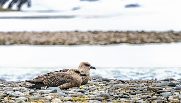 Antarctica 2013_0273