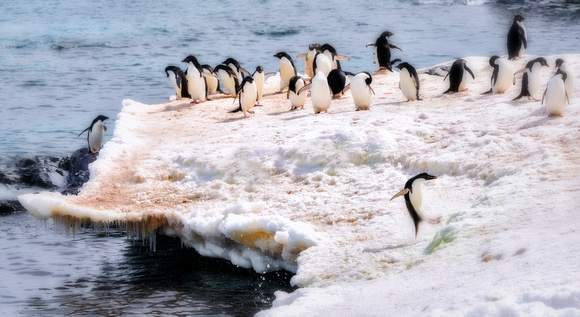 Antarctica 2013_0437