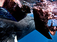 Whale Under Boat_1208