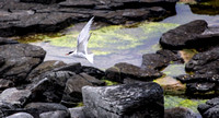 Tern in Flight Over Lagoon 4161