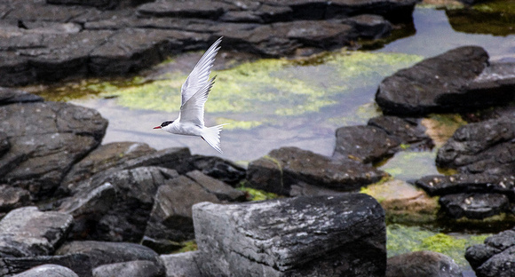 Tern in Flight Over Lagoon 4161