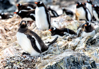 Antarctica 2013_0403