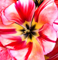 Amsterdam Keukenhof Tulip Festival