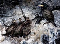 Nesting Cormorants3847 copy