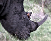 Rhino Silouette with Bird_0109