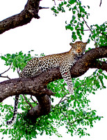 Leopard In Tree White Sky 13P_0125