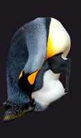 King on Black_DSC9666