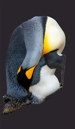 King on Black_DSC9666