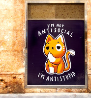 Antistupid IMG_0720