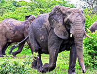 Charging Elephants 0264