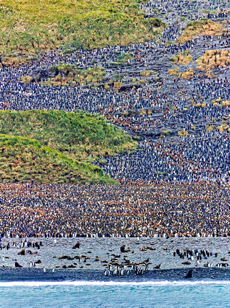 King Penguins South Georgia Island VP_DSC0397